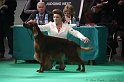 Crufts2011 504